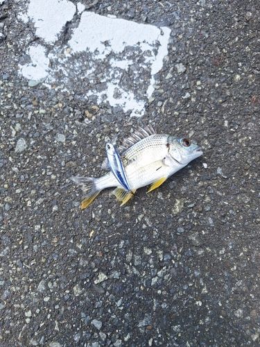 キビレの釣果