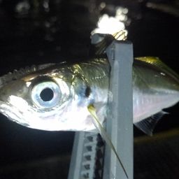 アジ