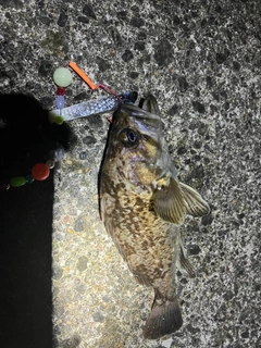 ソイの釣果