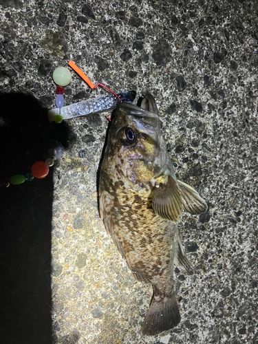 ソイの釣果