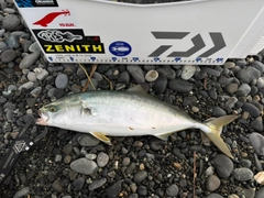 イナダの釣果