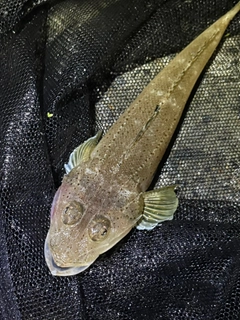 イネゴチの釣果