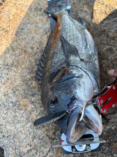 チヌの釣果