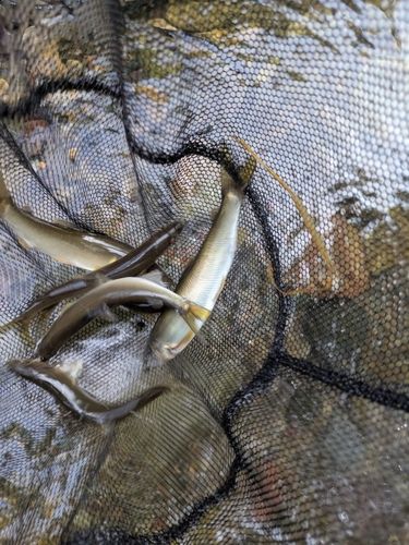 アユの釣果