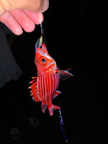 テリエビスの釣果