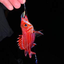 テリエビス