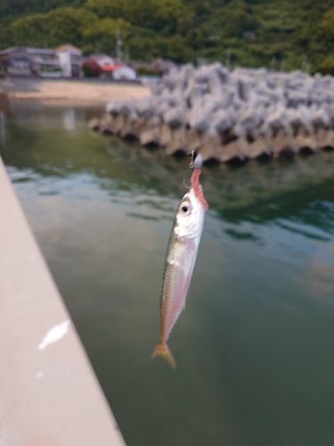 サバの釣果