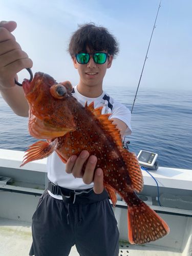 ウッカリカサゴの釣果
