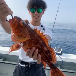 ウッカリカサゴ