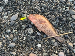 オオモンハタの釣果
