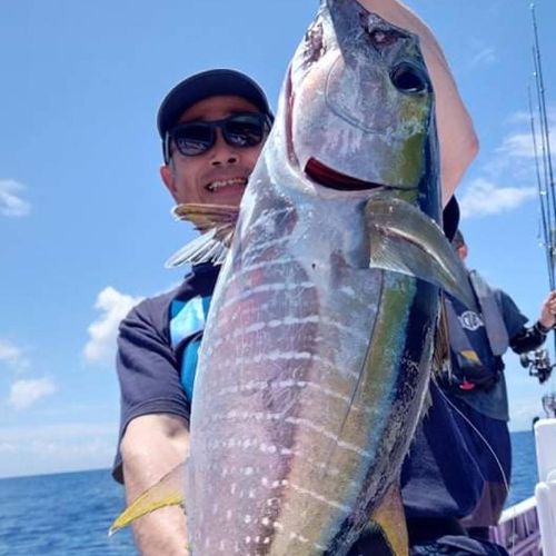 キハダマグロの釣果