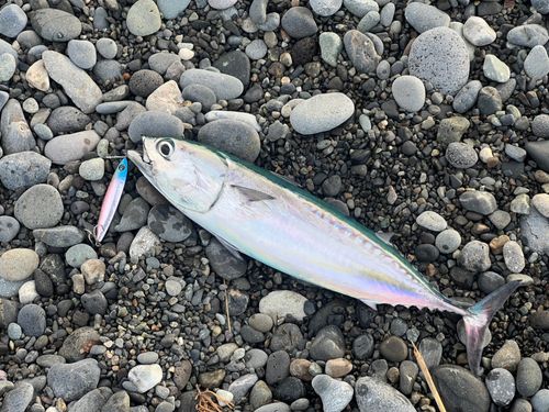 ソウダガツオの釣果