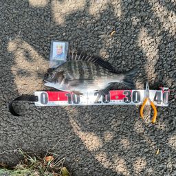 クロダイ