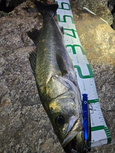 シーバスの釣果