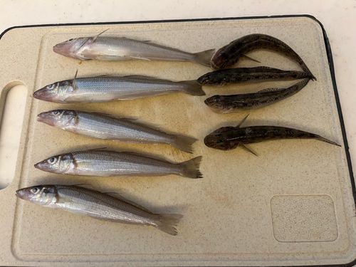 キスの釣果