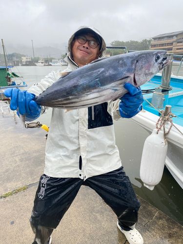 カツオの釣果