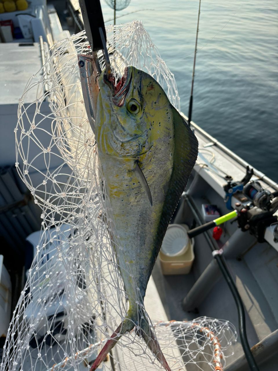 SHIMANOの狂犬さんの釣果 2枚目の画像