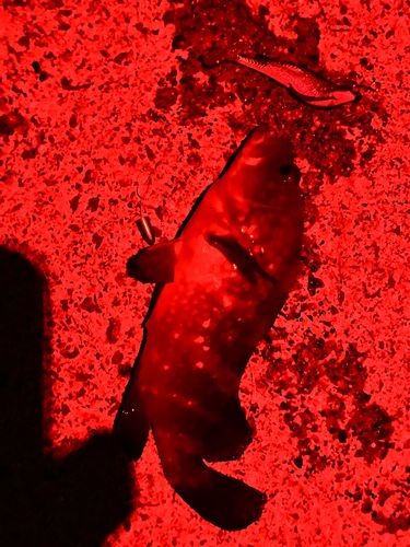 キジハタの釣果