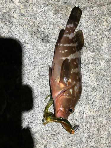 キジハタの釣果