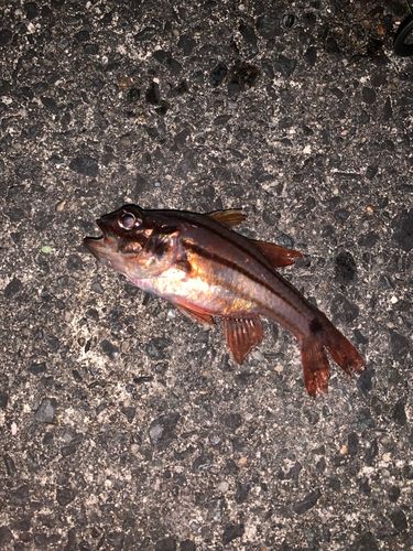 オオスジイシモチの釣果