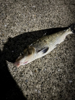 ニゴイの釣果
