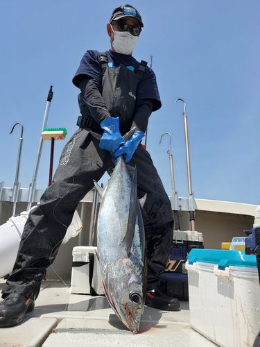 ビンチョウマグロの釣果