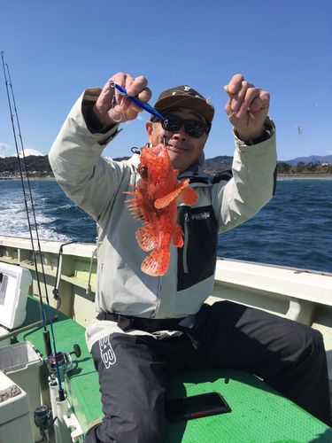 オニカサゴの釣果