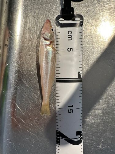 シロギスの釣果