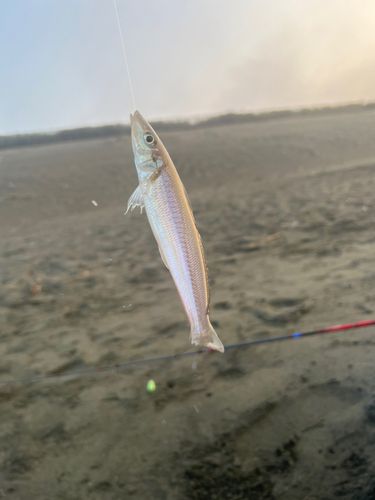 キスの釣果
