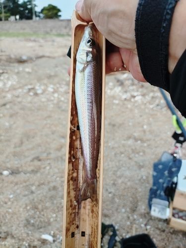 キスの釣果