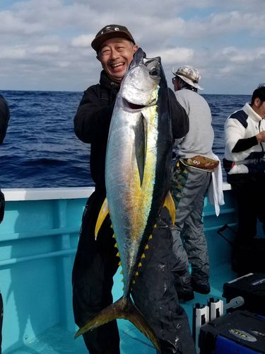 キハダマグロの釣果