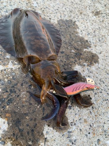 アオリイカの釣果