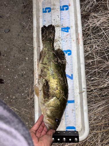 ブラックバスの釣果