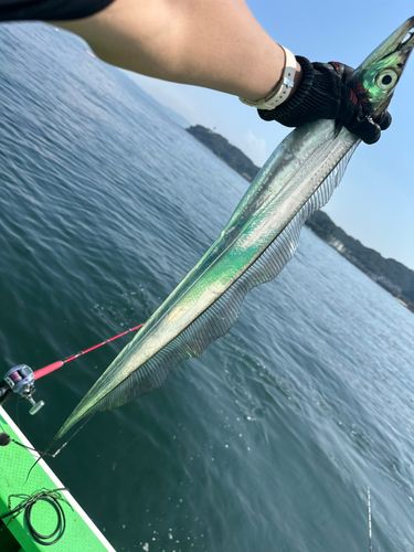タチウオの釣果
