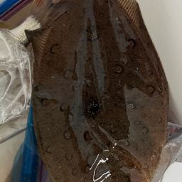 ガンゾウビラメ