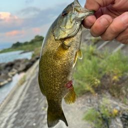 スモールマウスバス