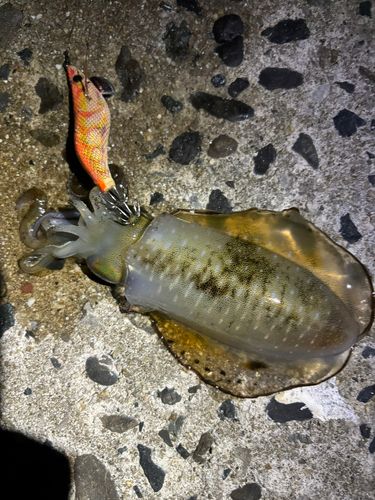 アオリイカの釣果