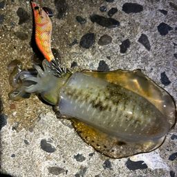 アオリイカ