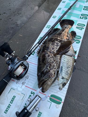 チャイロマルハタの釣果