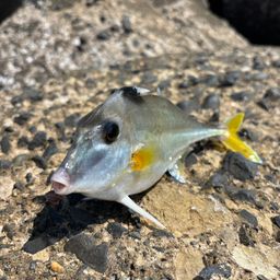 ギマ