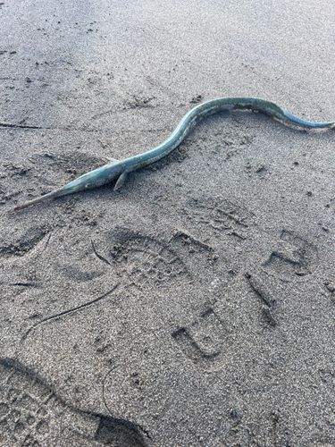 ダツの釣果