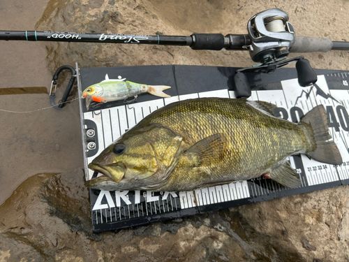 スモールマウスバスの釣果