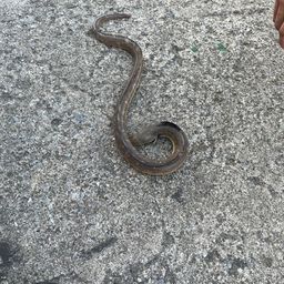 ホタテウミヘビ
