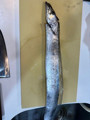 タチウオの釣果
