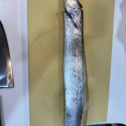タチウオ