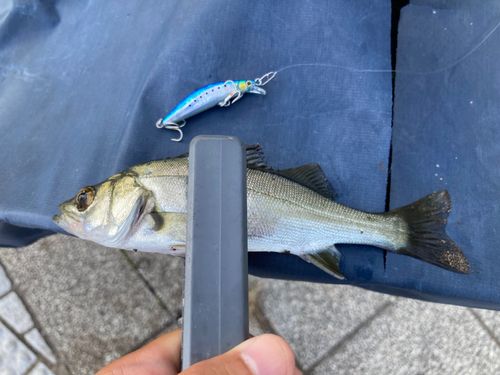 セイゴ（マルスズキ）の釣果
