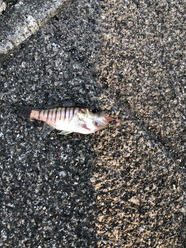 テンジクダイの釣果