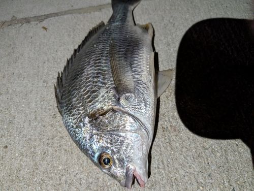 キビレの釣果
