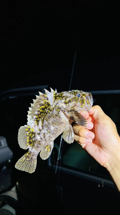 オウゴンムラソイの釣果