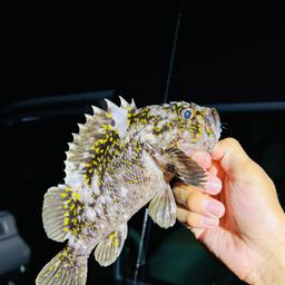 オウゴンムラソイ